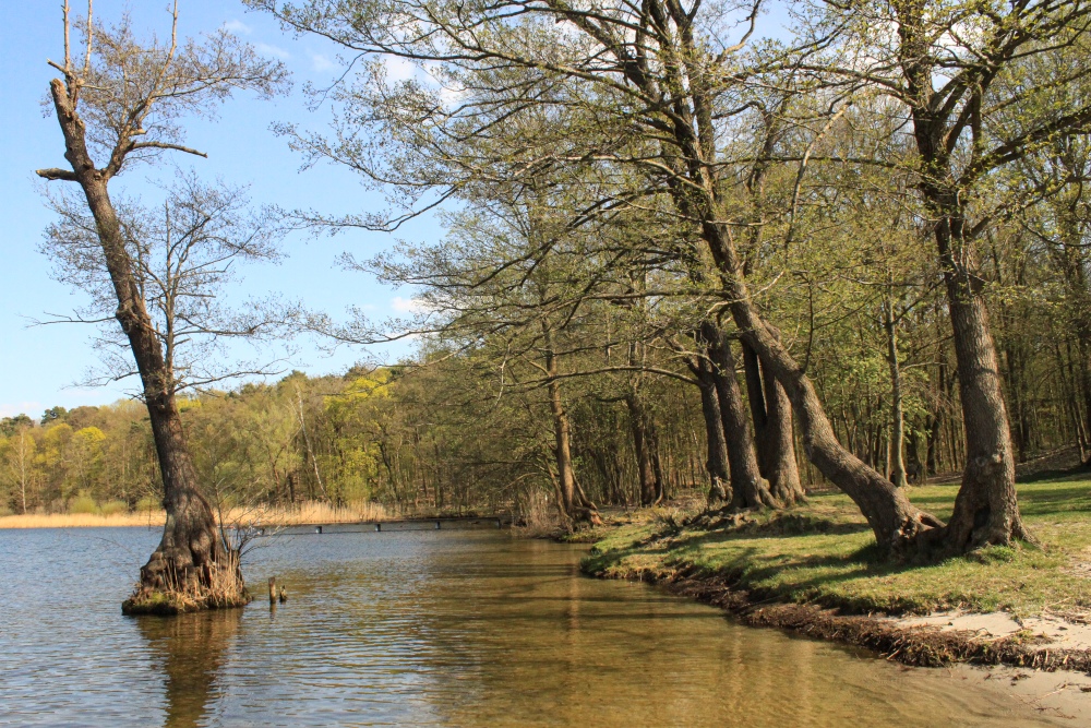 Berlin; Havelufer an der Pfaueninsel