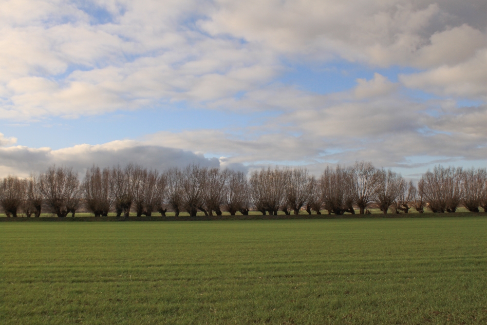 Kopfweiden an der Unstrut