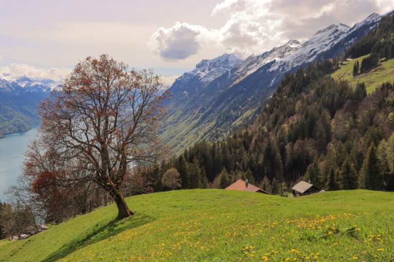 Berner Oberland; Blick von der Planalp über den Brienzer See