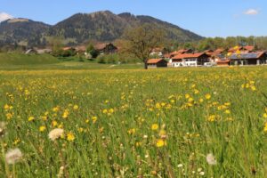 Alpenfrühling bei Arzbach