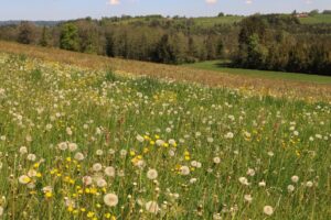 Frühling in Oberbayern; Hügelland bei Rotherhain
