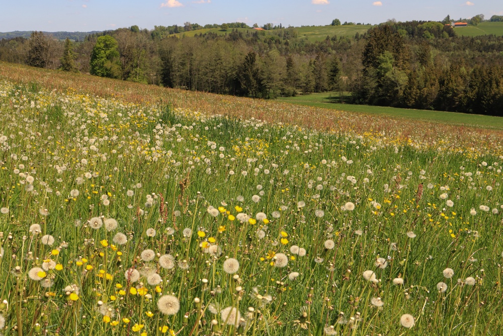 Frühling in Oberbayern; Hügelland bei Rotherhain