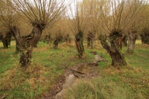 Naturschutzgebiet Unstruttal bei Nägelstedt