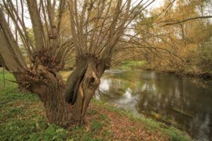 Naturschutzgebiet Unstruttal