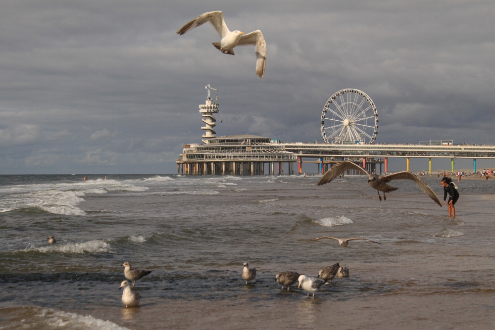 Scheveningen; Pier mit Möwen