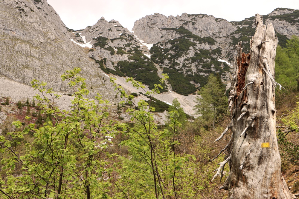Südwestlicher Gosaukamm