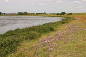 Elbufer bei Riesa