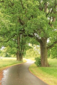 Elberadweg bei Döbern