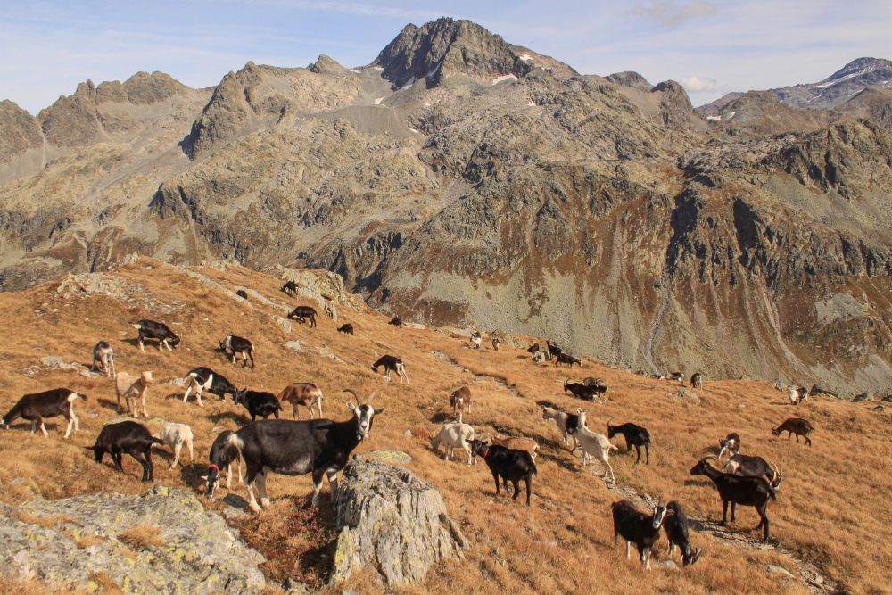 Alpenidylle über dem Splügenpass
