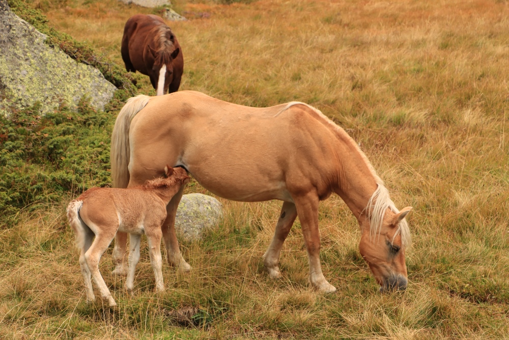 Val Masino; Pferde in Freiheit auf der Hochebene vom Preda Rossa