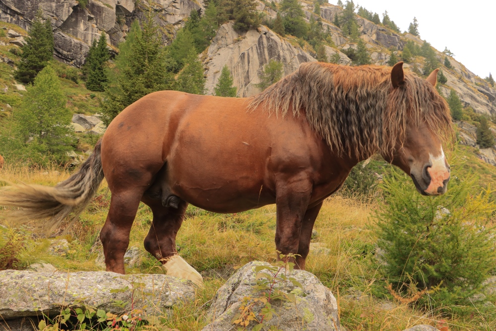Val Masino; Pferde in Freiheit auf der Hochebene vom Preda Rossa