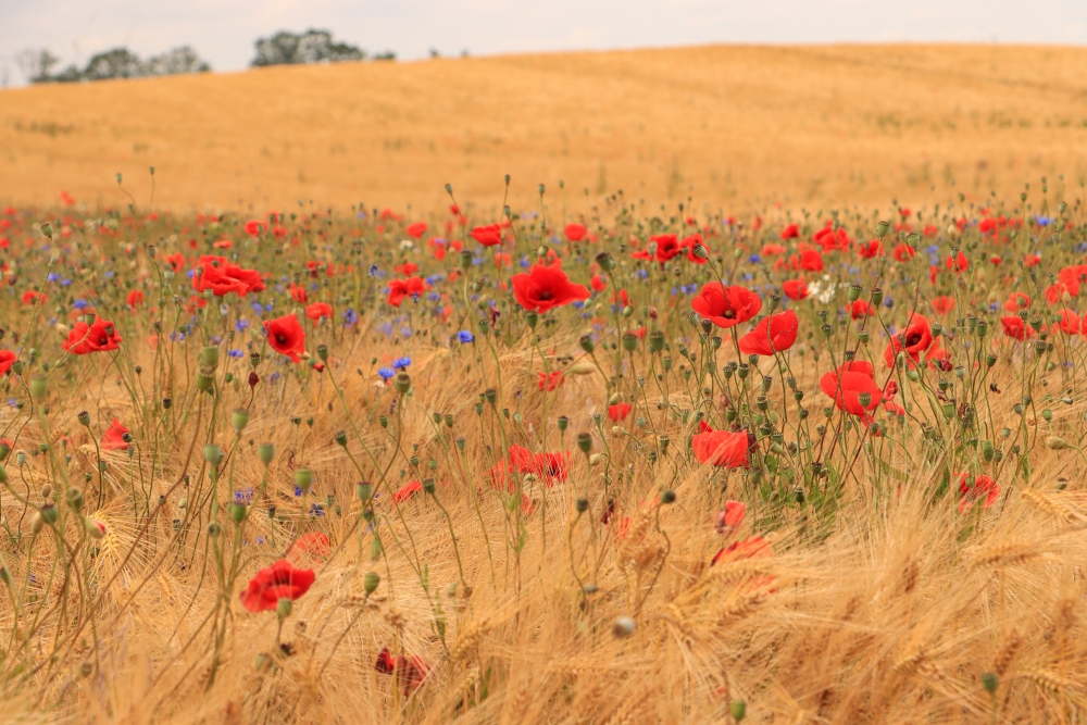 Sommer in der Uckermark