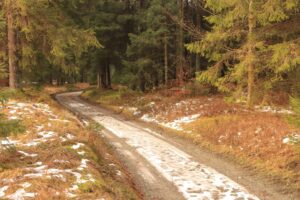 Rennsteig im Thüringer Wald