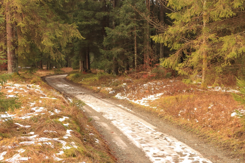 Rennsteig im Thüringer Wald