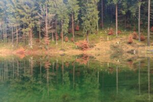Spiegelung am Flößteich (Thüringer Wald)