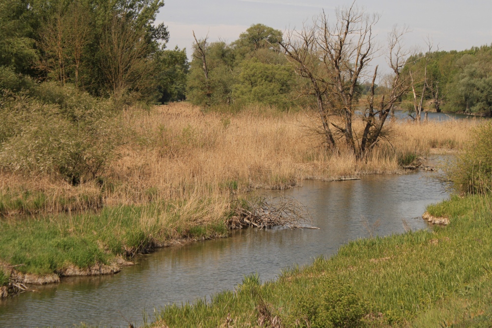 Donau Altarm bei Straubing
