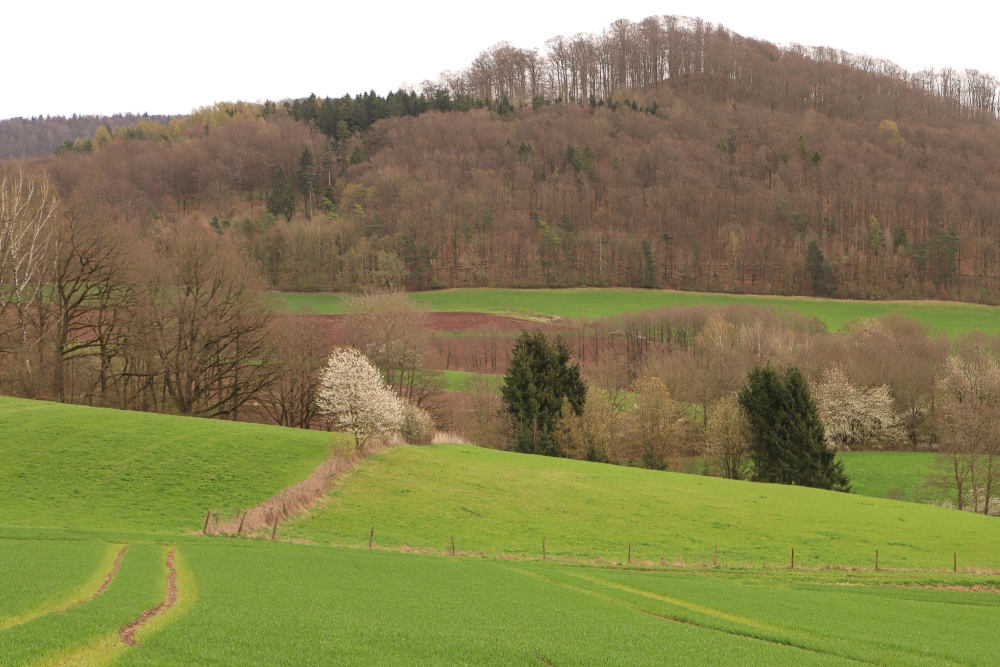 Frühling in der Rhön