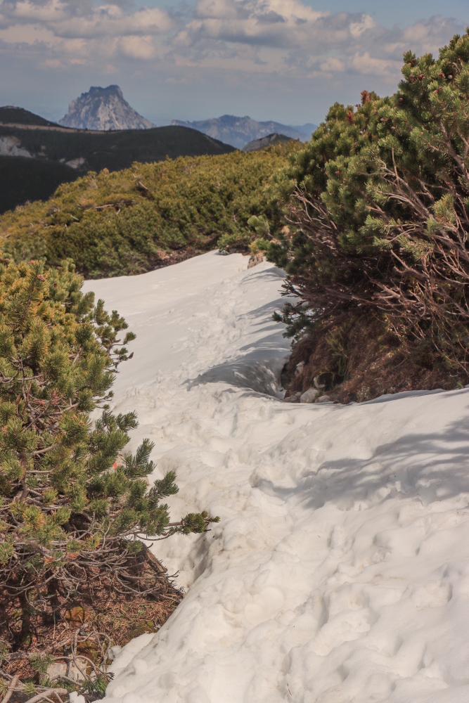 Höllengebirge, Latschen und Schnee