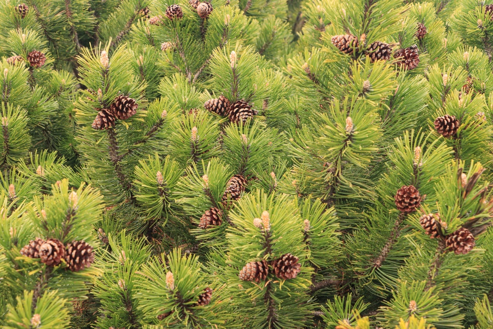Höllengebirge, Latschen