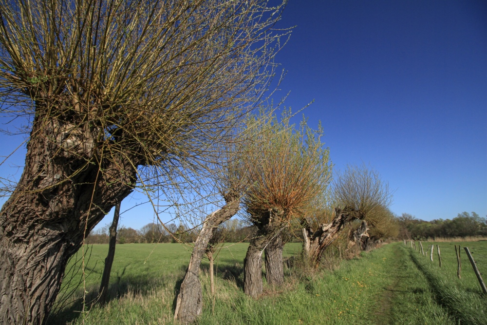 Kopfweidenparade im Havelland