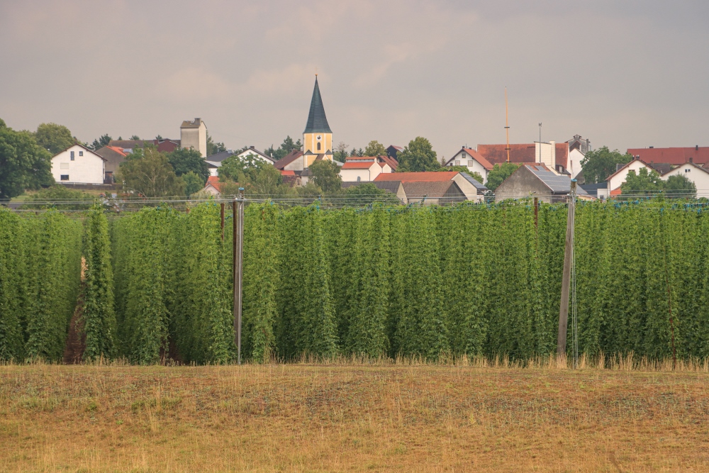 Hopfenanbau bei Vohburg