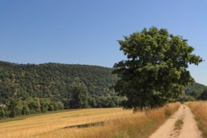Eder-Radweg bei Bringhausen