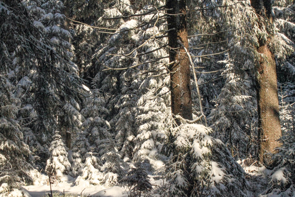 Winterwald bei Oberhof