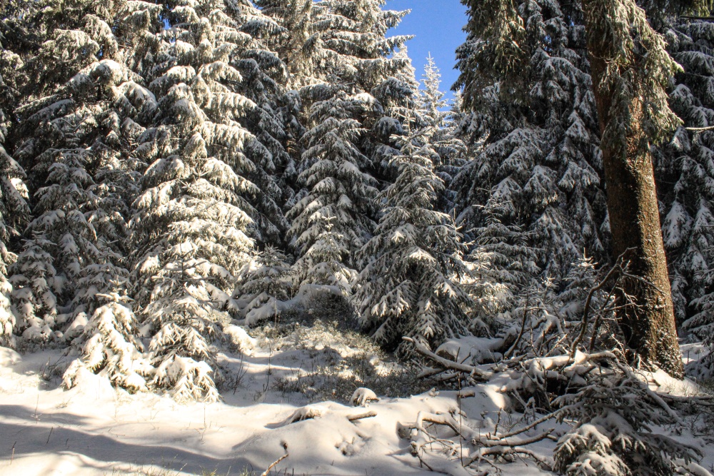 Winterlicher Thüringer Wald