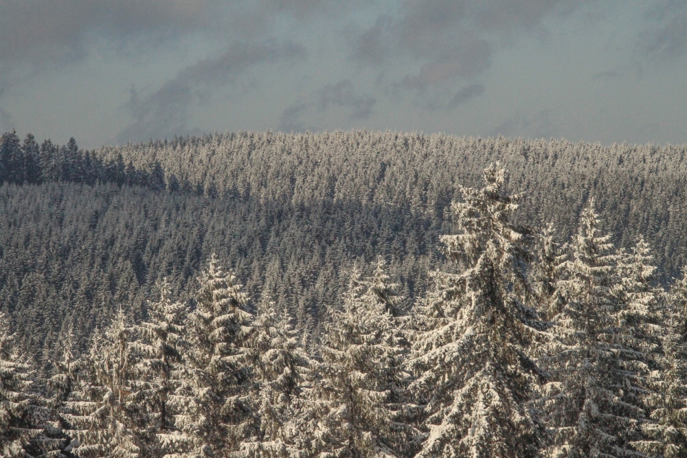 Winterlicher Thüringer Wald bei Oberhof