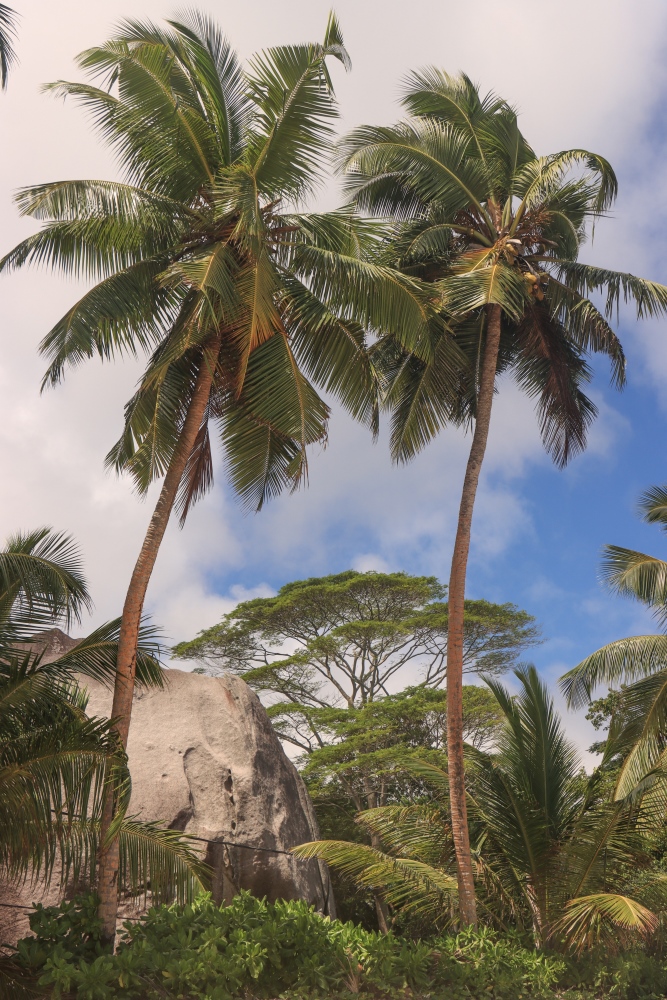 Seychellen; Mahé, Anse Takamaka