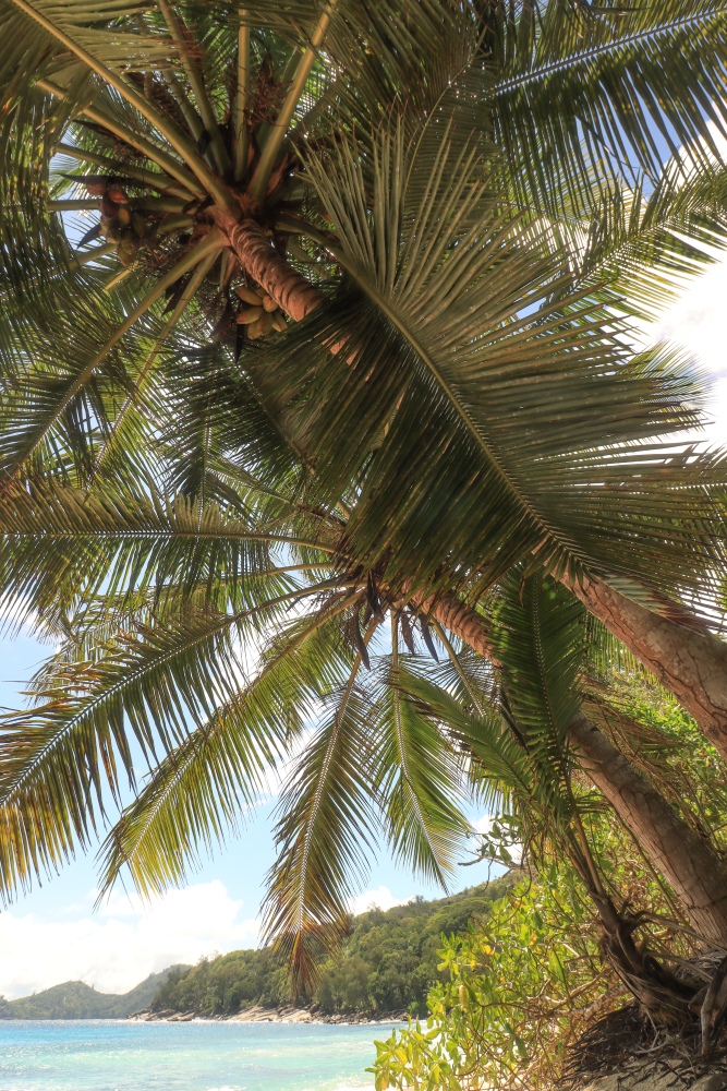 Seychellen, Kokospalmen