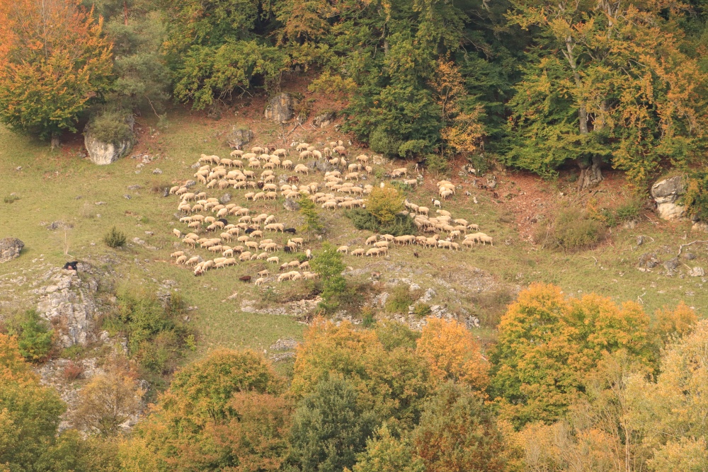 Schafherde am Hang bei Solnhofen