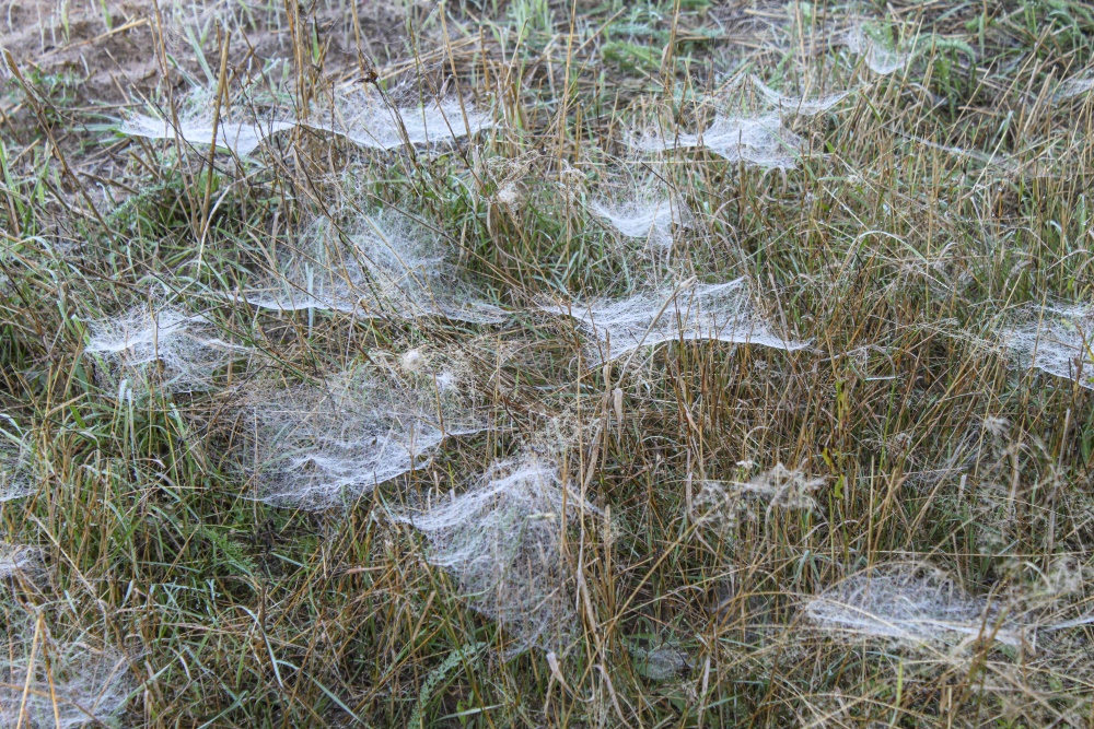 Anzeichen des Herbstes in den Wiesen an der Havel