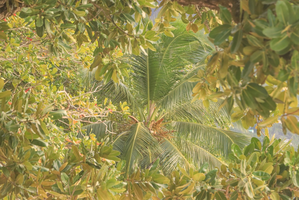 Seychellen; Vegetation