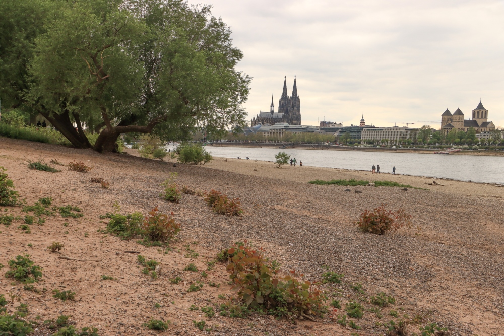 Niederrhein, Köln