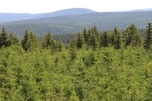Thür.Wald