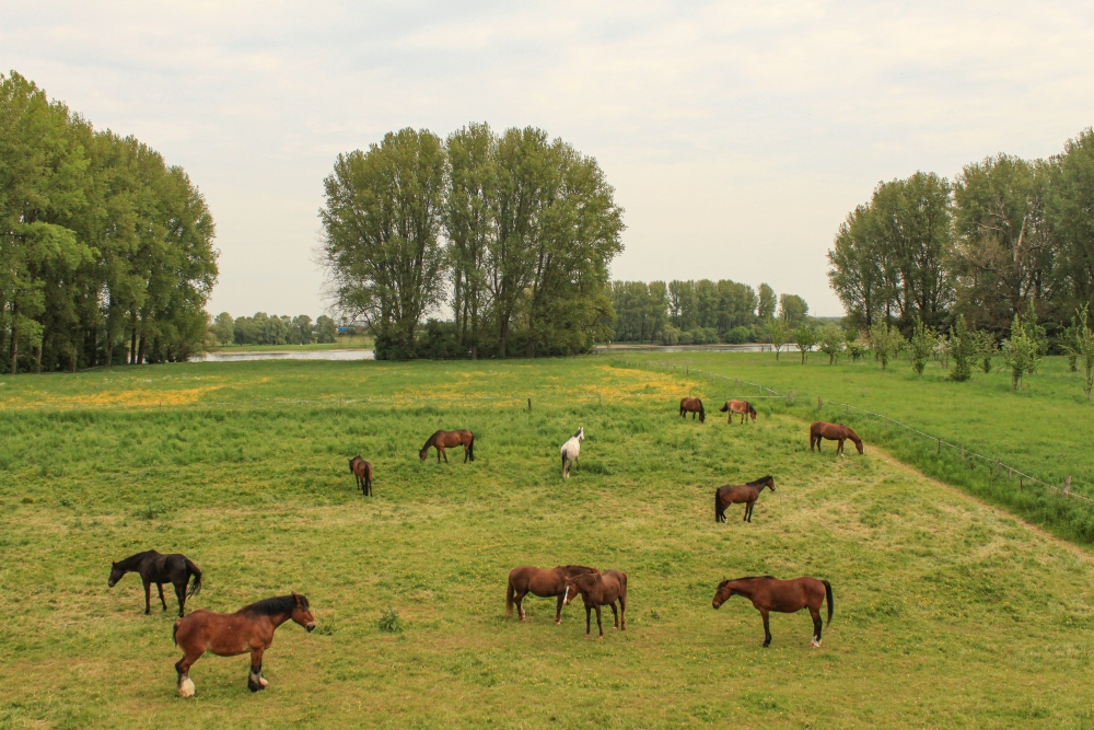 Niederrhein, Kölner Bucht