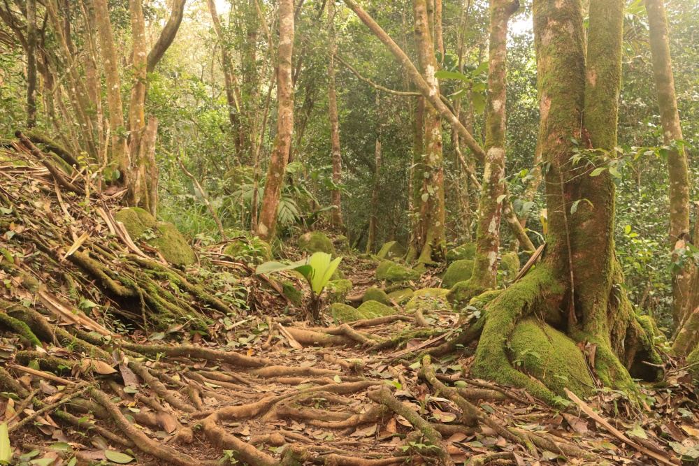 Seychellen; Mahé, Morne Nationalpark