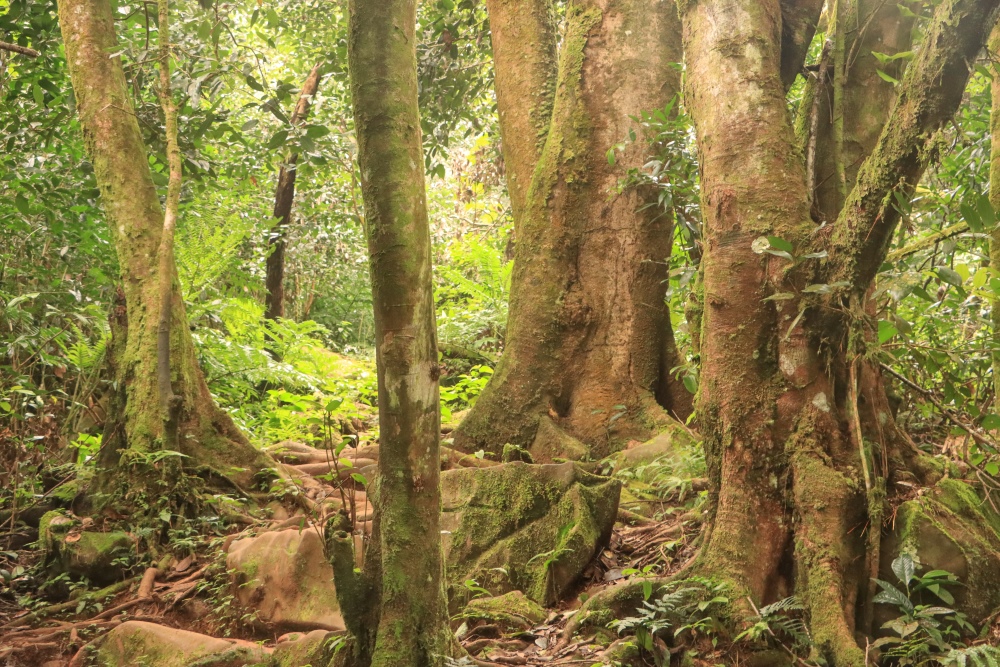 Seychellen; Mahé, Morne Seychellois Nationalpark