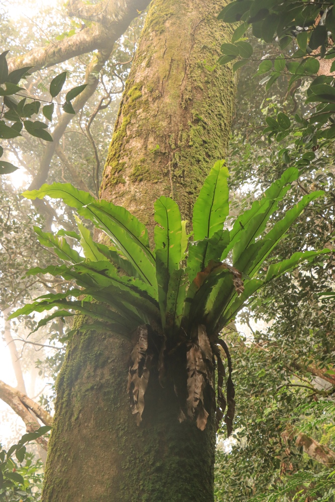 Seychellen; Mahé, Morne Nationalpark