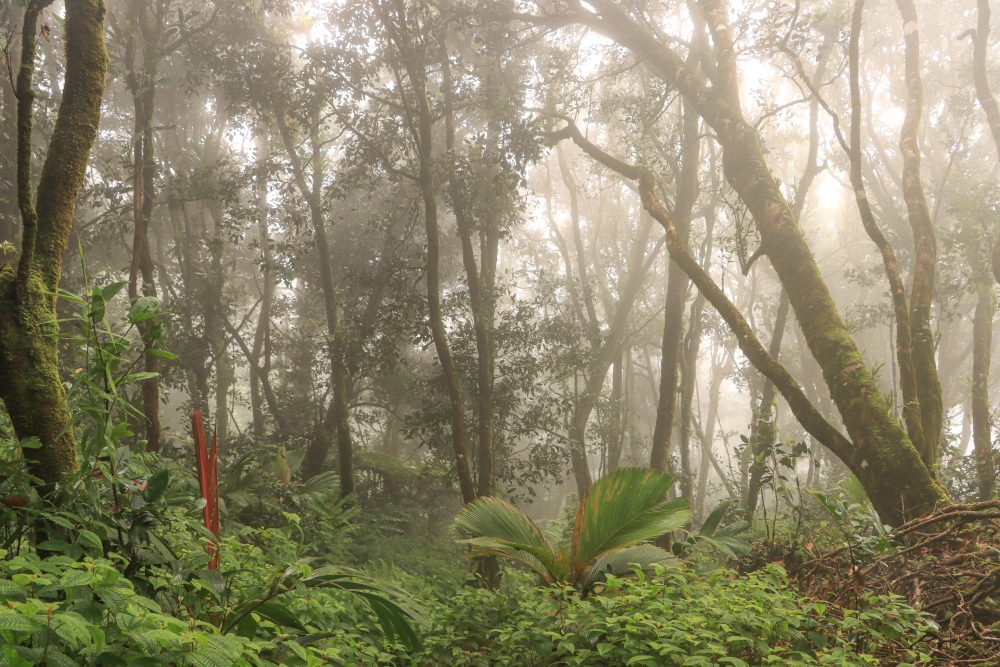 Seychellen; Mahé, Morne Nationalpark