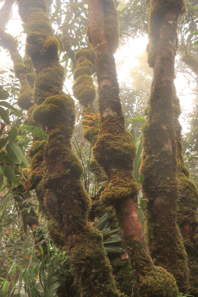 Seychellen; Mahé, Morne Seychellois Nationalpark