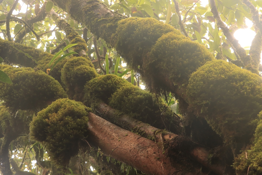 Seychellen; Mahé, Nationalpark Morne Seychellois