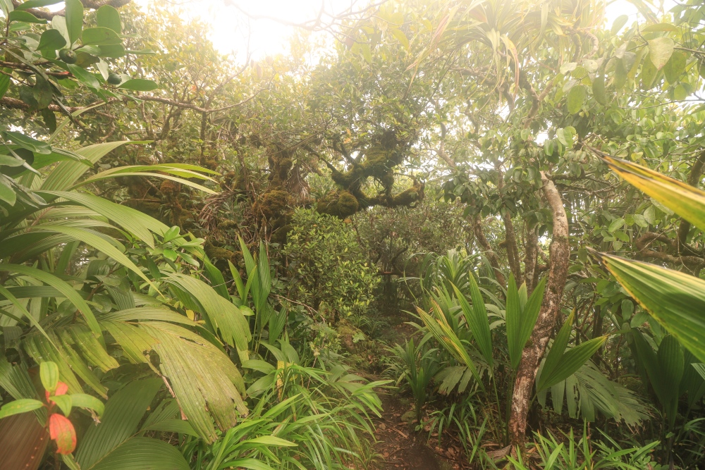 Seychellen; Mahé, Morne Nationalpark