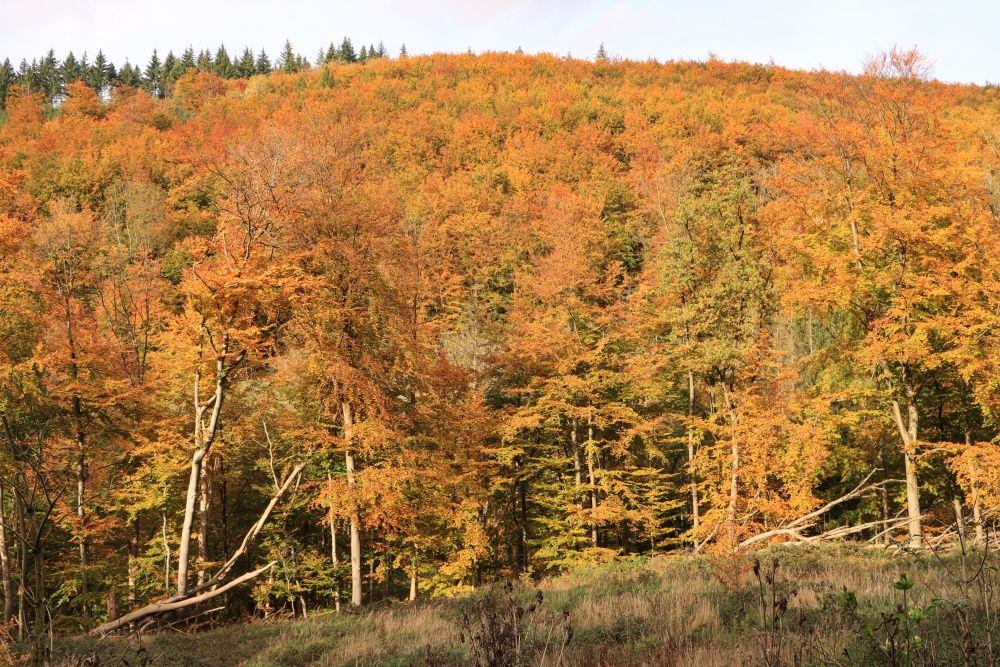 Teutoburger Wald