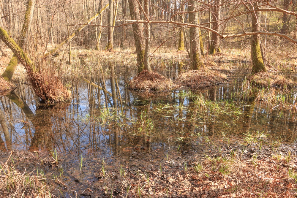 Schlaube