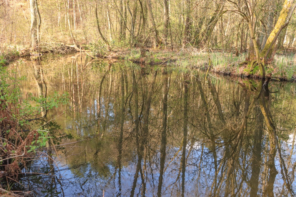 Schlaube