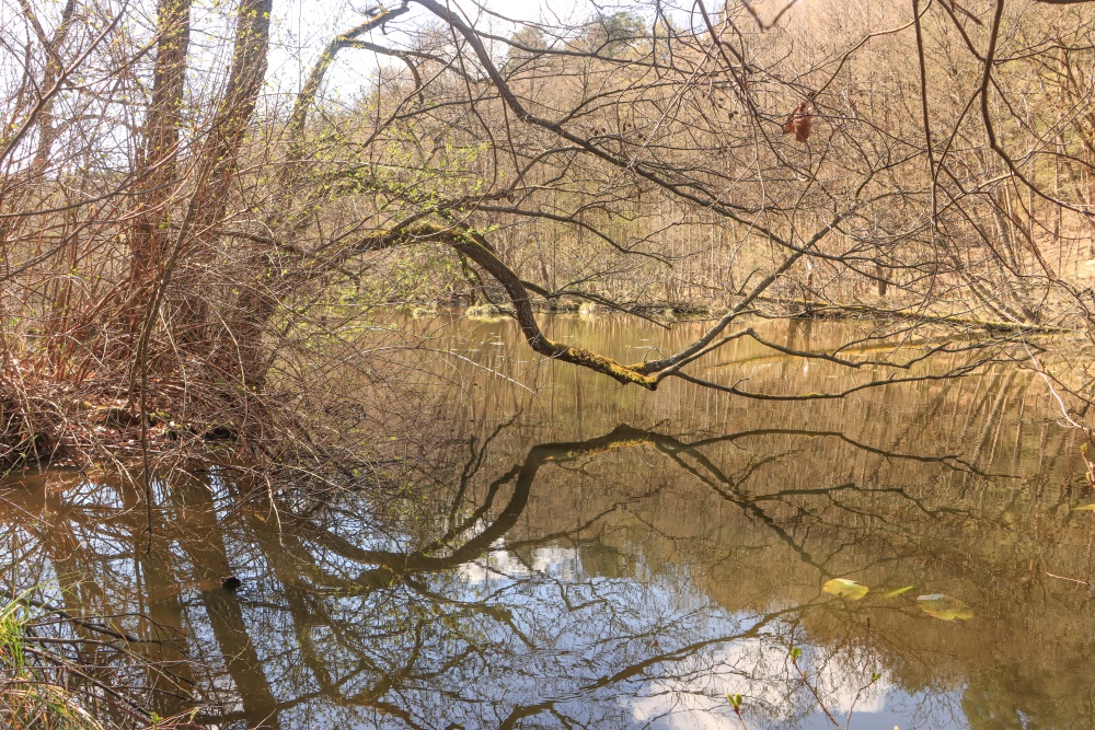 Schlaube