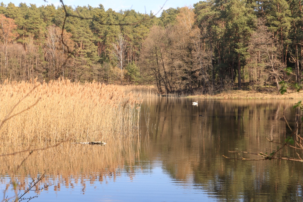 Schlaube