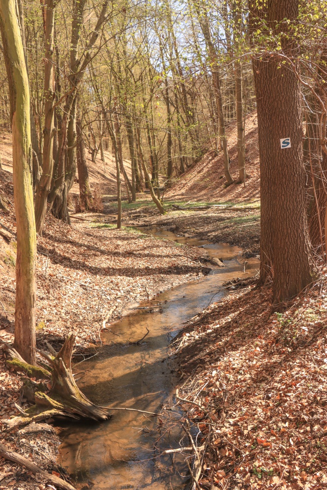 Schlaube